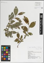 Foto von Salix kazbekensis A. K. Skvortsov